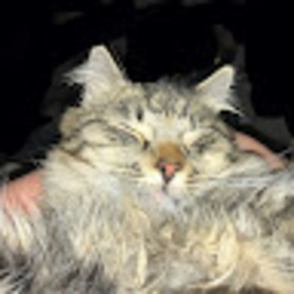 Meet your Posher, Loriana